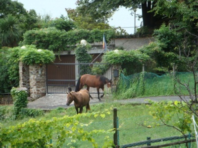  Cavalli (89372 bytes)