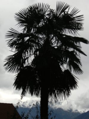  A palm and some snow... (34403 bytes)