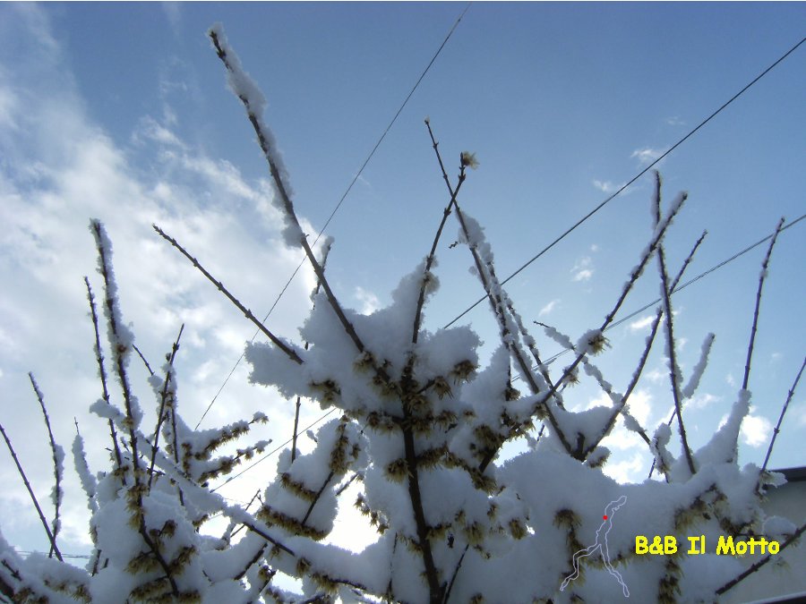 La neve ci viene a trovare ogni tanto e questa pianta ha un nome musicale ( bytes)