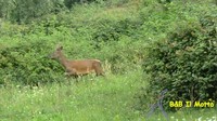 Fauna (86890 bytes)
