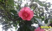 Maggio 2013 - Le rose cominciano a darci il benvenuto (71872 bytes)