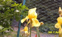 Maggio 2013 - anche gli Iris cominciano a sorridere (93466 bytes)