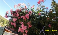 Giugno 2013 - le nostre rose (94702 bytes)