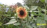 Agosto 2013 - seguiamo il sole e ci arrossiamo un po' (90924 bytes)