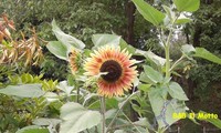 Agosto 2013 - seguiamo il sole e ci arrossiamo un po' (97494 bytes)