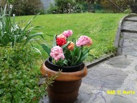 Dall'Olanda a Cremia - Primavera (95836 bytes)